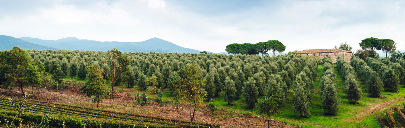 Mediterrane Landschaft